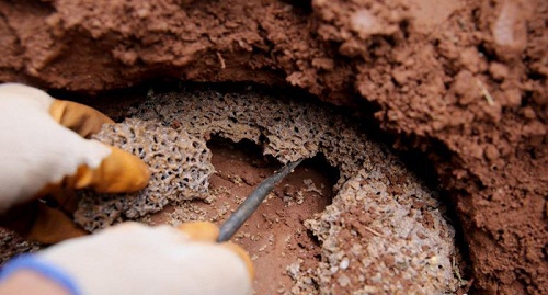 Tổ Mối Trên Mộ: Tốt Hay Xấu